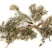 厂家直销茵陈茵陈粉现货供应