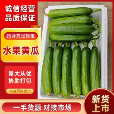 河南水果黄瓜全年不断价格满意为止有纸箱泡沫箱塑料筐保鲜袋