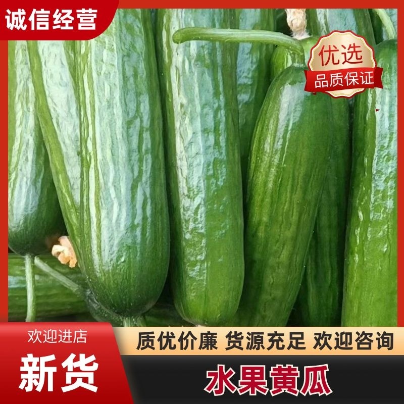 河南商丘自己种植的新鲜水果黄瓜顶花带刺现摘现发提供各种包