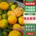 湖北省丹江口市习家店镇早熟蜜桔上市中