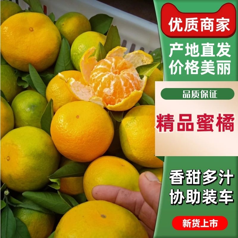湖北省丹江口市习家店镇早熟蜜桔上市中