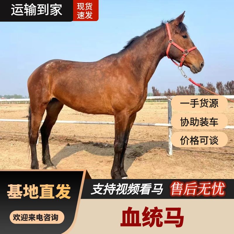 山东通利达养殖场山东血统马可骑乘观赏公园景区国庆