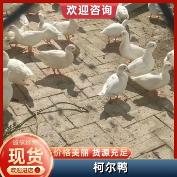 山东通利达养殖场【优质】网红宠物柯尔鸭品相好聪明伶俐