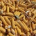 玉米玉米棒量大质优价格优惠一手货源诚信经营