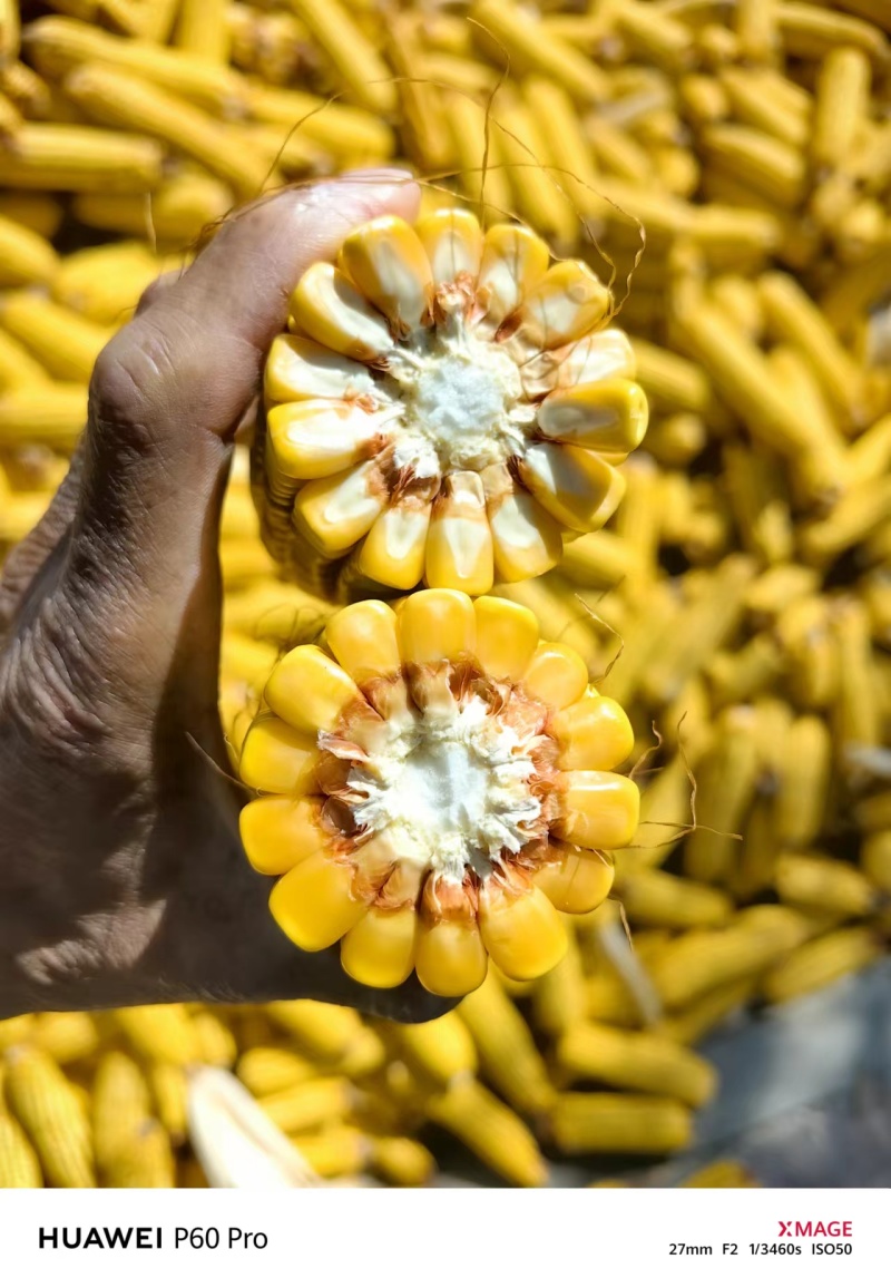 玉米玉米棒量大质优价格优惠一手货源诚信经营