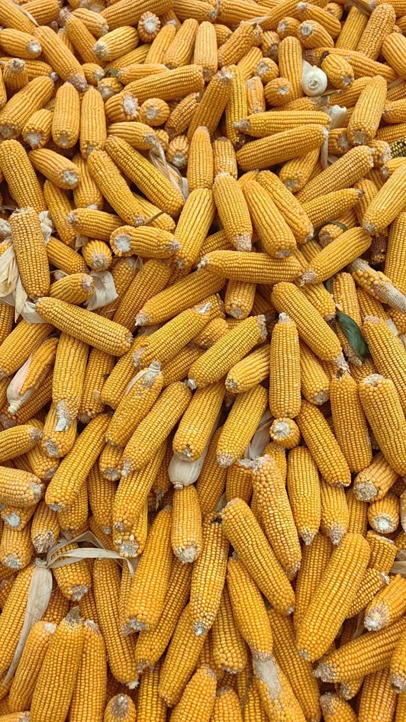 玉米玉米棒量大质优价格优惠一手货源诚信经营