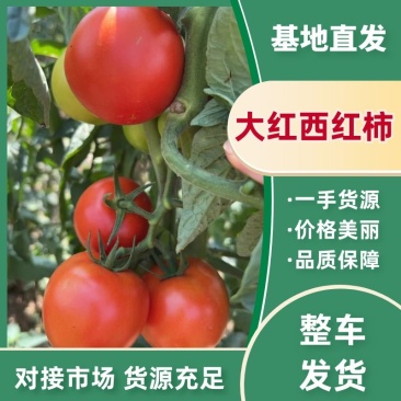 西红柿大红硬果安顺西红柿货源充足量大从优欢迎老板电话联系