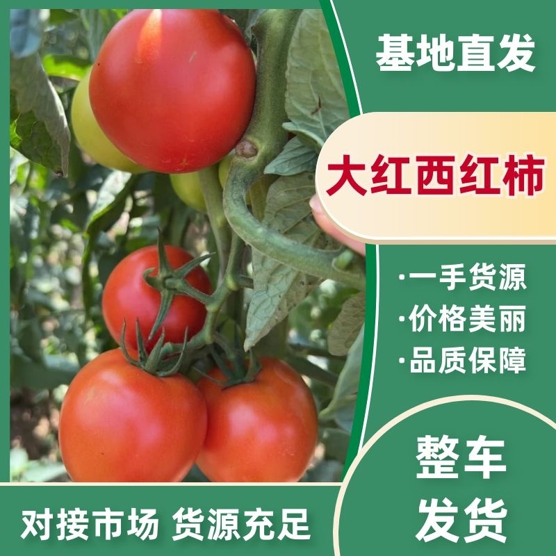西红柿大红硬果安顺西红柿货源充足量大从优欢迎老板电话联系