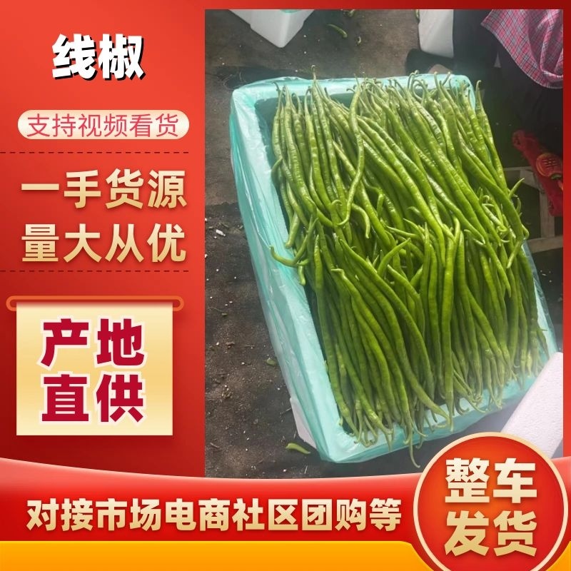 线椒鲜辣椒安徽砀山辣椒产地一手货源品质保障对接全国