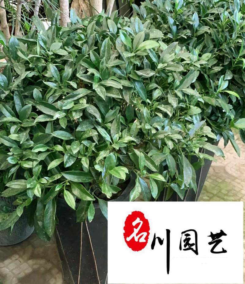 非洲茉莉球苗圃基地直供四季常绿室内庭院大型租摆绿植