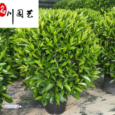 非洲茉莉球苗圃基地直供四季常绿室内庭院大型租摆绿植
