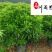 非洲茉莉球苗圃基地直供四季常绿室内庭院大型租摆绿植