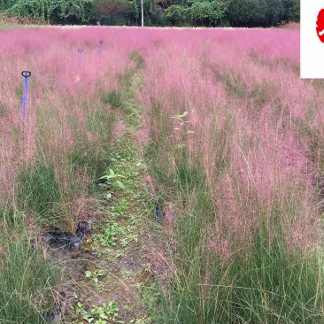 粉黛乱子草基地大量批发多年生观赏草成都基地直销价格