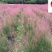 粉黛乱子草基地大量批发多年生观赏草成都基地直销价格
