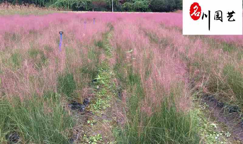 粉黛乱子草基地大量批发多年生观赏草成都基地直销价格