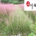 粉黛乱子草基地大量批发多年生观赏草成都基地直销价格