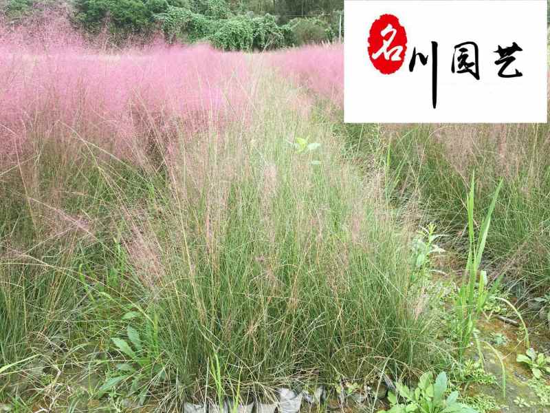 粉黛乱子草基地大量批发多年生观赏草成都基地直销价格