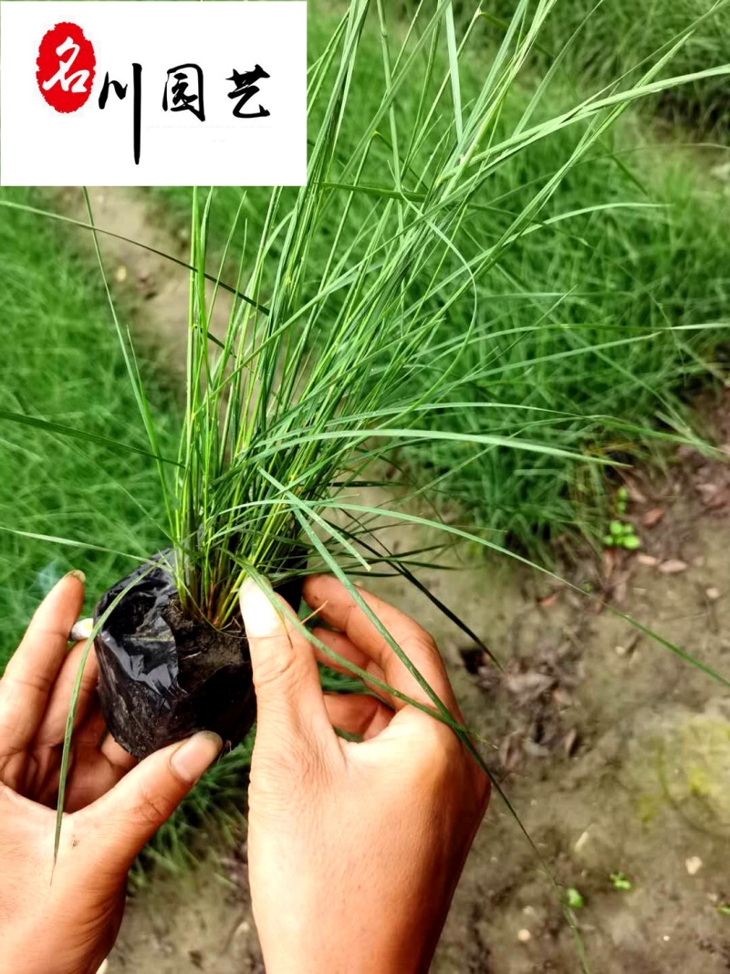 粉黛乱子草基地大量批发多年生观赏草成都基地直销价格