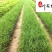 粉黛乱子草基地大量批发多年生观赏草成都基地直销价格