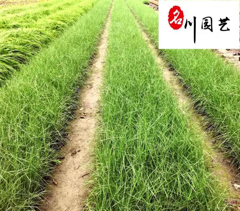 粉黛乱子草基地大量批发多年生观赏草成都基地直销价格