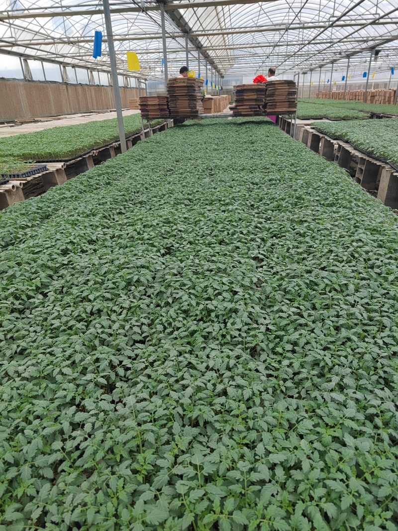 梦想迷恋黄色口感樱桃小番茄/厂家直发/口感小番茄假一赔十