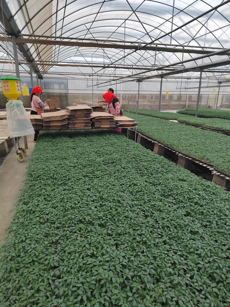 梦想迷恋黄色口感樱桃小番茄/厂家直发/口感小番茄假一赔十