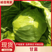 甘蓝萱甘蓝新鲜甘蓝大量上市自然蔬菜精品甘兰产地直发质优价廉
