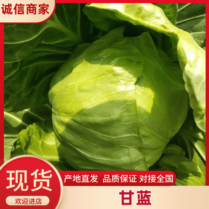 甘蓝萱甘蓝新鲜甘蓝大量上市自然蔬菜精品甘兰产地直发质优价廉