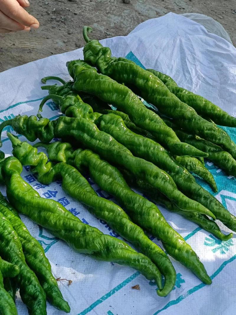 螺丝椒苗基地直发保质保量假一赔十致电价更优欢迎致电