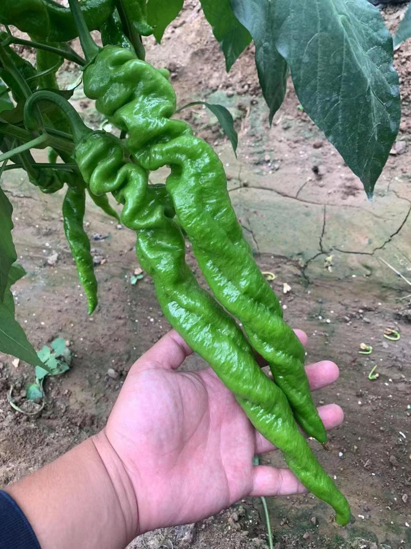 螺丝椒苗基地直发保质保量假一赔十致电价更优欢迎致电