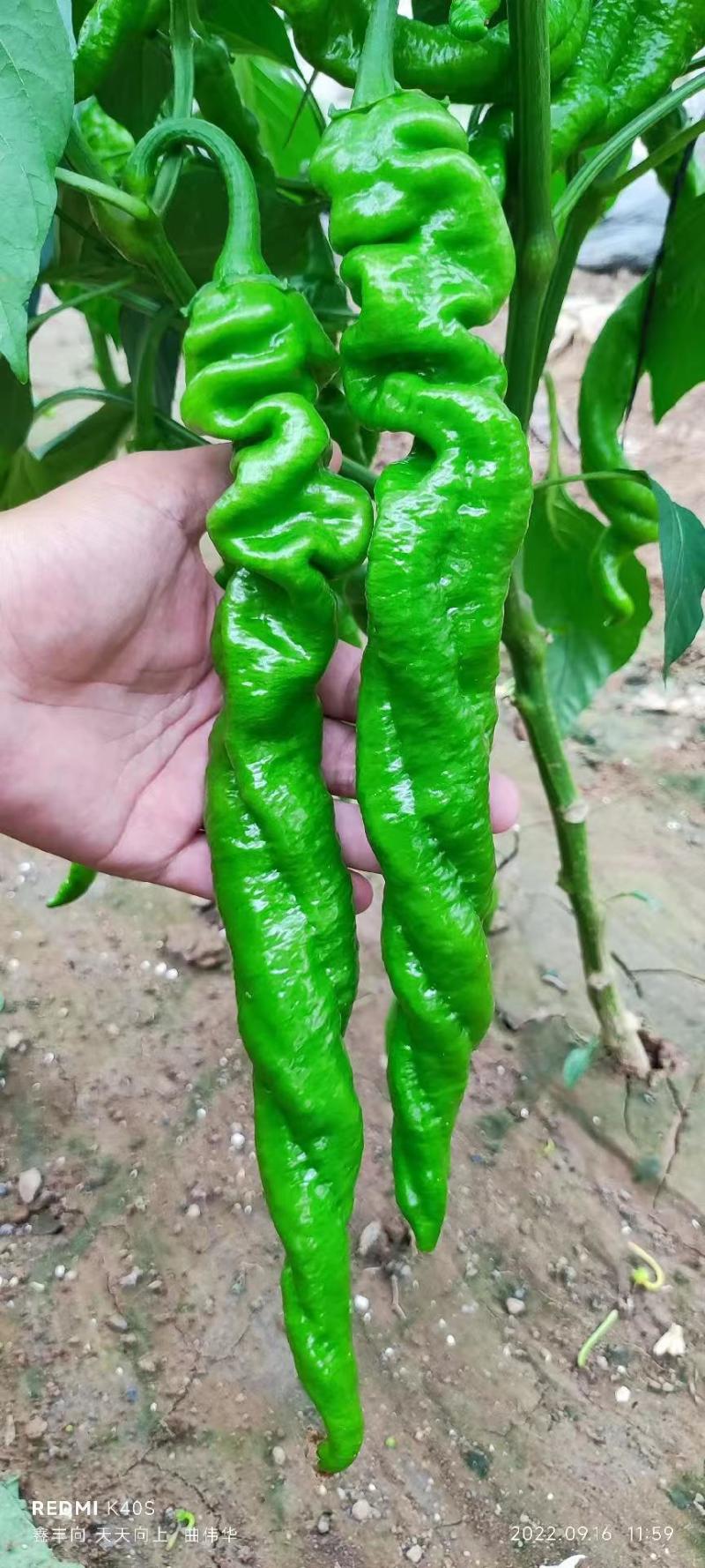 螺丝椒苗基地直发保质保量假一赔十致电价更优欢迎致电