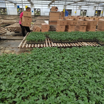 正宗大果口感番茄普罗旺斯西红柿苗沙瓤口感好