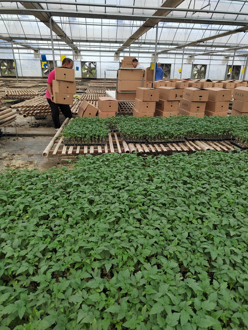 正宗大果口感番茄普罗旺斯西红柿苗沙瓤口感好