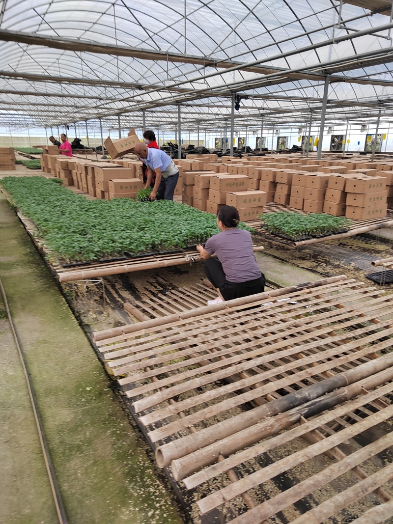 正宗大果口感番茄普罗旺斯西红柿苗沙瓤口感好