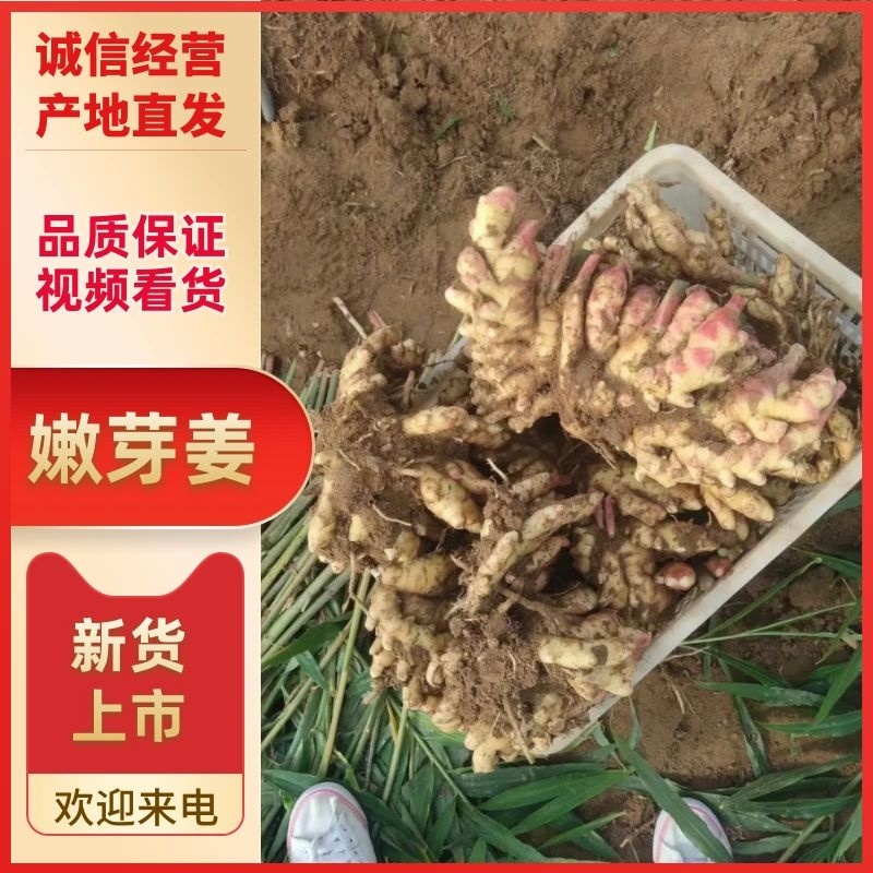 山东红牙鲜姜，嫩姜，子姜上市，入库一条龙服务，保质保量