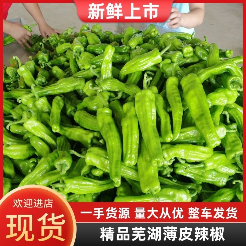 山东青椒辣椒精品芜湖薄皮辣椒，颜色鲜亮，个头均匀