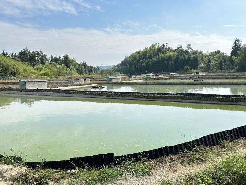 【甲鱼】南丰老甲鱼大量供应基地直发对接全国市场电商