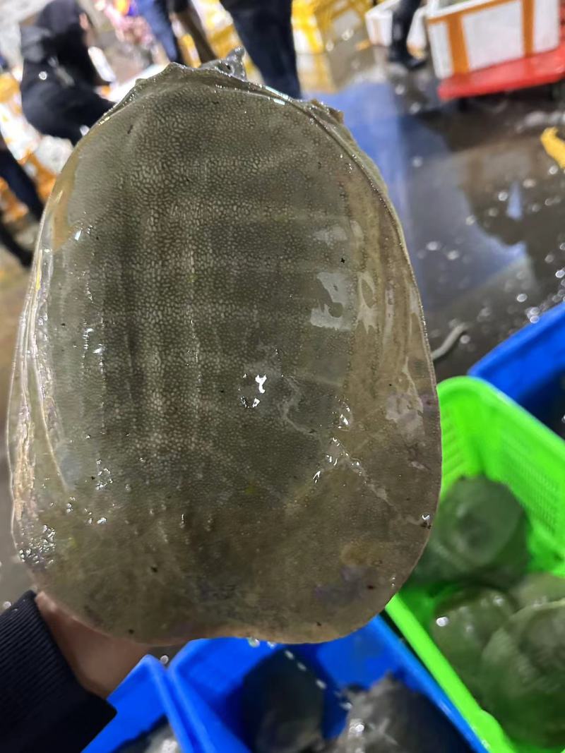 【甲鱼】南丰老甲鱼大量供应基地直发对接全国市场电商