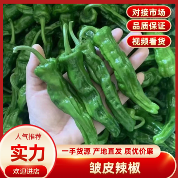 精品皱皮椒安徽皱皮椒保质保量可供市场商超电商