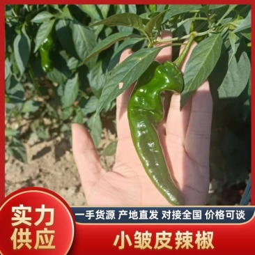 精品皱皮辣椒大量供应电商社区市场全国代发