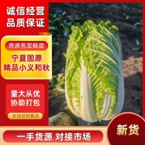 精品大白菜精品小义和秋白菜诚信经营保质保量