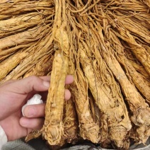 独活水洗独活规格齐全量大从优一手货源欢迎咨询