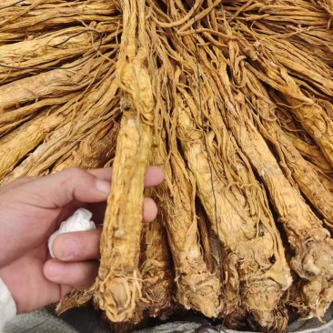 独活水洗独活规格齐全量大从优一手货源欢迎咨询