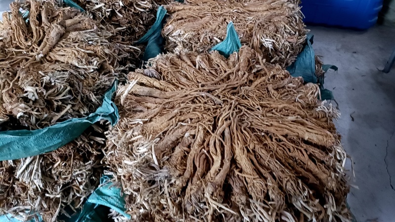 独活水洗独活规格齐全量大从优一手货源欢迎咨询