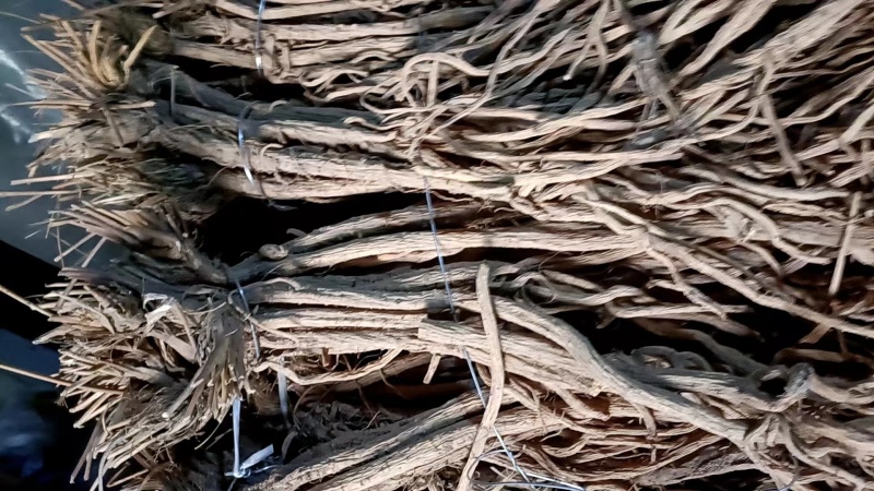防风精品防风产地直发甘肃道地药材保真保量欢迎选购