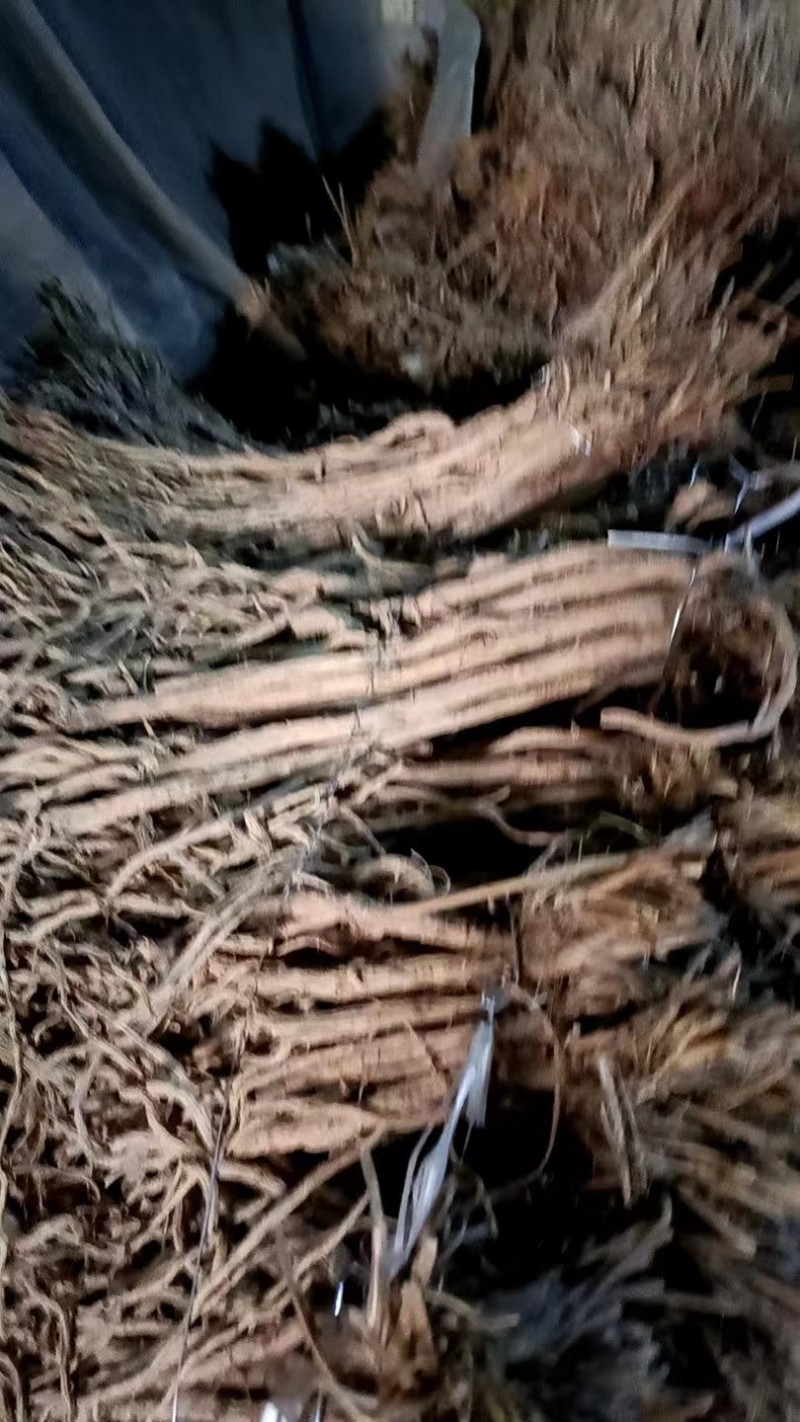 防风精品防风产地直发甘肃道地药材保真保量欢迎选购