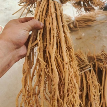 防风精品防风产地直发甘肃道地药材保真保量欢迎选购