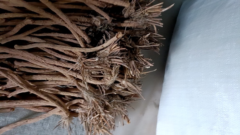 防风精品防风产地直发甘肃道地药材保真保量欢迎选购