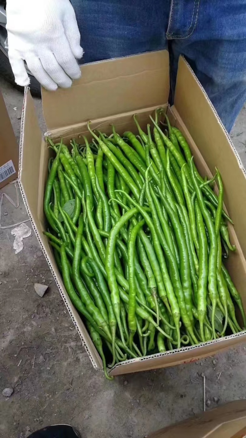 【推荐】线椒鲜辣椒大量供应一手货源可视频看货