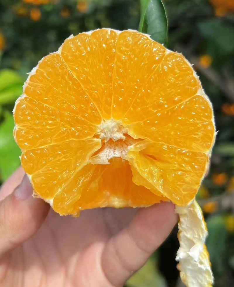 爱媛橙四川脐橙产地一手货源，大量现货可视频看货